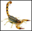 Alacran