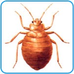 Alacran