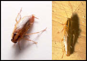 BLATELLA GERMANICA