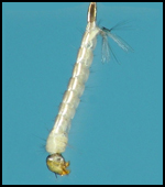 Larva Aedes aegypti
