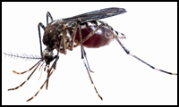 Mosquito Aedes Aegypti