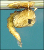 Pupa Aedes aegypti