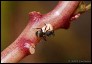 Hormiga Carpintera