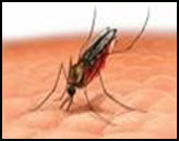 Mosquito Anopheles