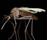 Mosquito CULEX SPP