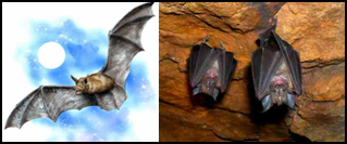 Murcielagos