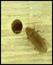 Polilla de la madera