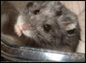 Rata comun