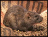 Rata gris de alcantarilla