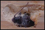 Taladrillo